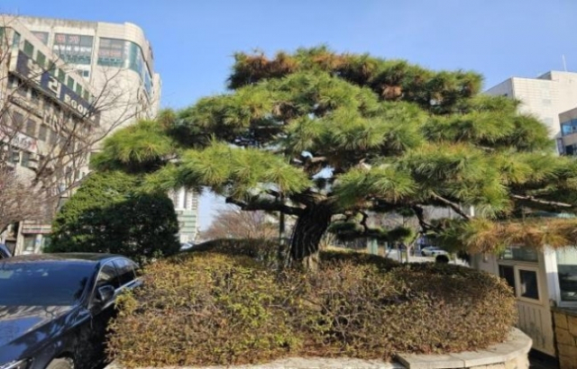 유성호텔이 기증한 소나무. 사진 제공=대전 유성구