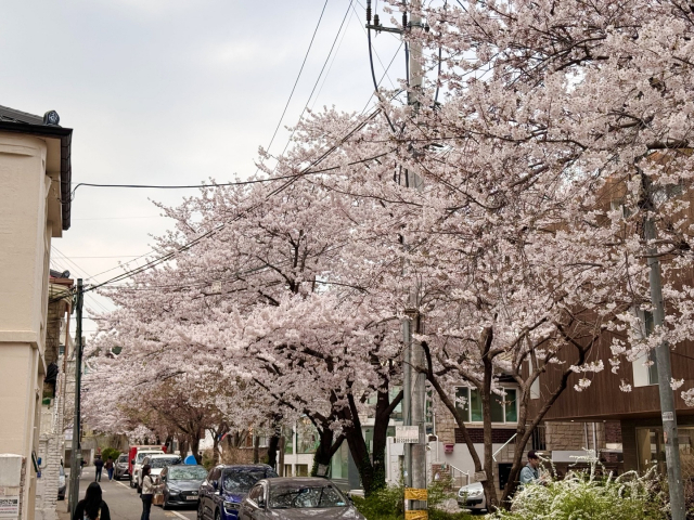 ‘봄의 향연 마포구’ 벚꽃이 수놓은 명소를 소개합니다