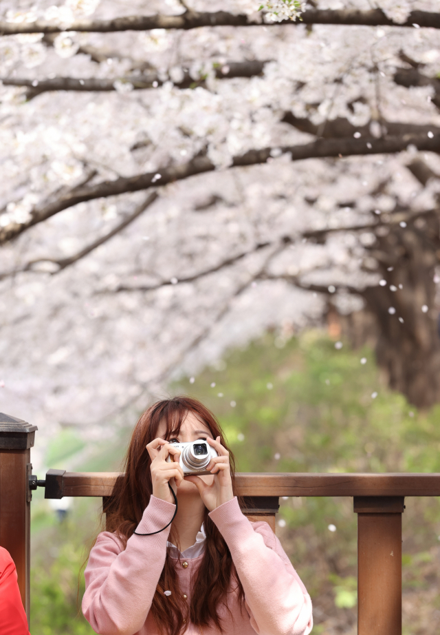 5일 오후 서울 영등포구 안양천 산책로에서 한 시민이 만개한 벚꽃을 촬영하고 있다. 연합뉴스