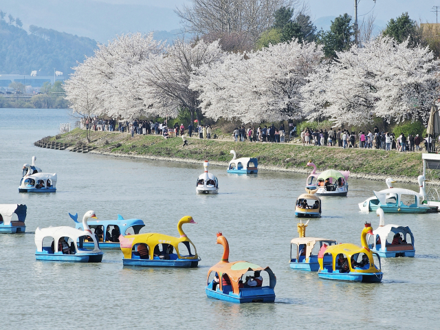 7일 강원 춘천시 의암호 일원이 만발한 벚꽃을 즐기는 시민들과 오리배로 붐비고 있다. 연합뉴스
