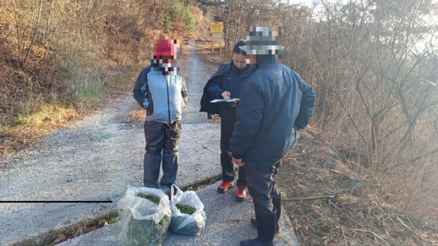 남부지방산림청 관계자가 입산 통제구역에서 임산물 무단 채취 현장을 단속하고 있다. 사진 제공=남부지방산림청