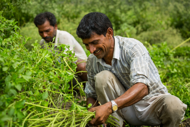 인도의 닥터브로너스 농장인 ‘파비트라멘테’에서 농부들이 페퍼민트를 수확하고 있다. 사진 제공=닥터브로너스코리아