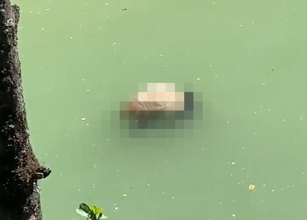 중국 쓰촨성 바오싱현 강가에서 어린 자이언트 판다 사체로 보이는 물체가 발견됐다. 사진=웨이보 캡처