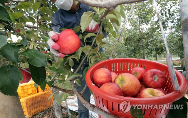 충북 충주시 안림동 사과 과수원에서 농부가 사과를 수확하고 있다. 연합뉴스