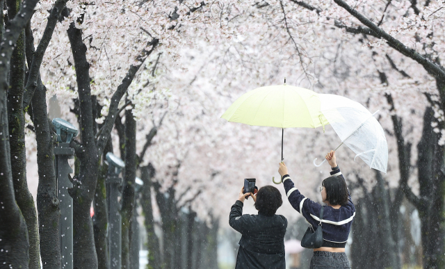 대구 지역에 봄비가 내린 3일 대구 수성구 수성못 벚꽃 산책로에서 시민들이 우산을 서로 들어주며 벚꽃 사진을 찍고 있다. 대구=연합뉴스
