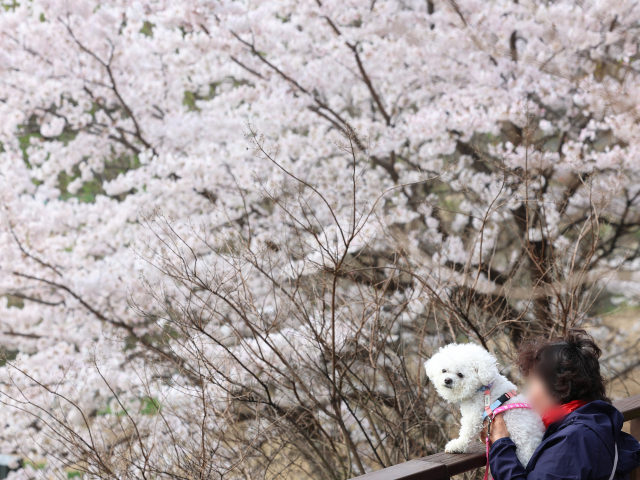 한 시민이 반려견과 함께 꽃을 구경하고 있다. 연합뉴스
