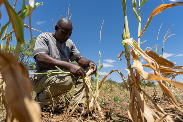 잠비아 남부 지방의 한 농부가 가뭄의 영향을 받은 작물을 살펴보고 있다./EPA연합뉴스