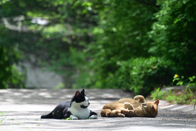 낮 최고기온이 내륙을 중심으로 25도 이상 올라 더운 날씨를 보인 18일 서울 안산 자락길에서 길고양이들이 휴식을 취하고 있다.