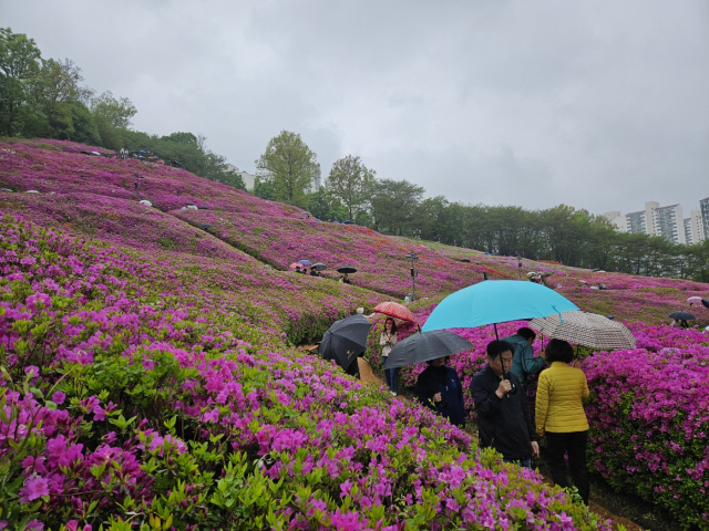 20일 오후 군포시 철쭉동산에서 상춘객들이 비는 아랑곳 하지 않고 꽃 구경을 하고 있다. 사진 = 손대선 기자