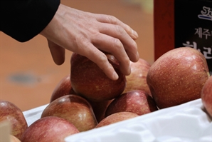 “우리나라서 유난히 더 비싸진 과일”…한국, 과일·채소 물가상승률 1위, 왜?