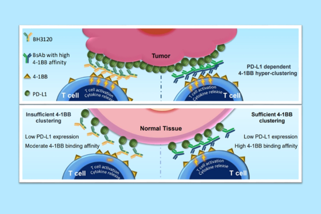 북경한미약품이 미국암연구학회(AACR 2023)에서 발표한 BH3120의 작용 기전. 자료 제공=한미약품