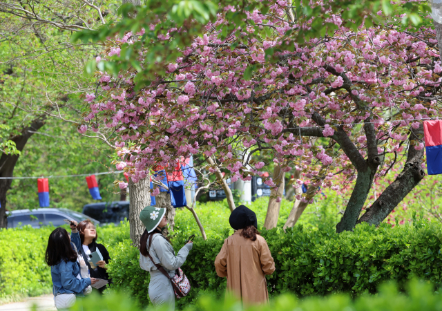 지난 23일 강원 강릉시 초당동에서 관광객들이 활짝 핀 겹벚꽃을 촬영하고 있다. 연합뉴스