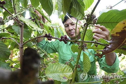 지난 2월 1일(현지시간) 베트남 중부 닥락성의 한 커피 농가에서 농부가 커피 나무를 살펴보고 있다. 연합뉴스
