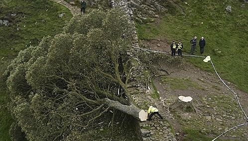 지난해 9월 28일 노섬벌랜드의 시카모어 갭 나무가 절단돼 하드리아누스 방벽 위로 넘어간 모습 /EPA연합뉴스