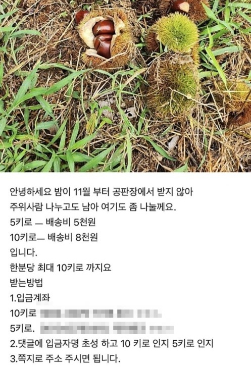 한 온라인 커뮤니티에 올라온 무료 밤 나눔 사기 게시글. 사진제공=독자