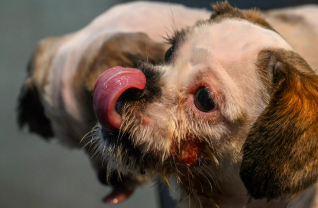 인도 콜카타 동물병원에는 폭염으로 인해 코피를 비롯해 심각한 피부 발진, 의식을 잃은 반려동물들로 넘쳐나고 있다. AFP 연합뉴스
