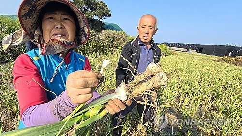 마늘 농사 최악 제주 농민 '이러다 다 죽는다…약치는 데만 5천만원' 대체 무슨 일?