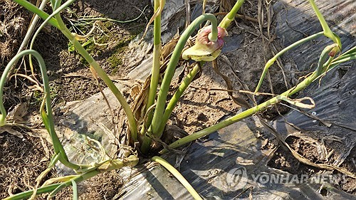 7일 제주 서귀포시 대정읍 일과리에 있는 문성두 씨 밭에서 발생한 벌마늘. 연합뉴스