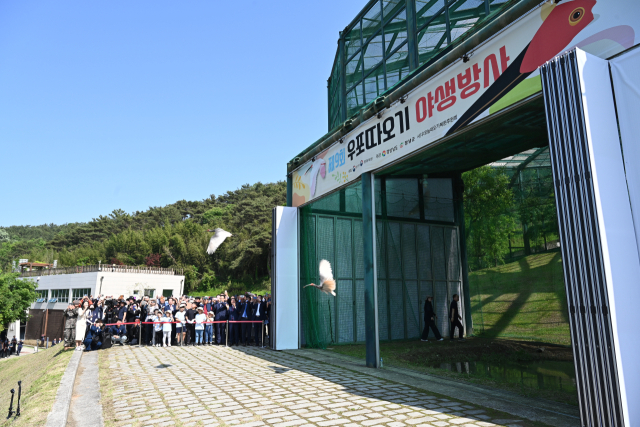 10일 우포따오기복원센터에서 야생으로 방사되는 따오기. 사진제공=창녕군