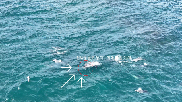 [영상]배에 부딪혀 지느러미 찢기는데 '단속 대상 아냐'…제주 '돌고래 불법 관광' 여전