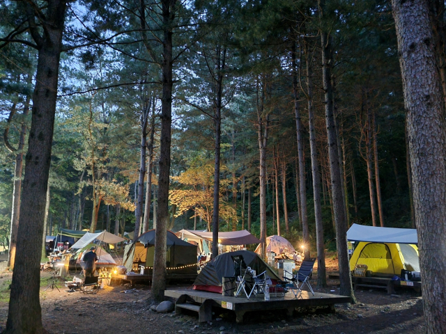 [대전톡톡]캠핑의 계절, 텐트 밖은 온통 숲