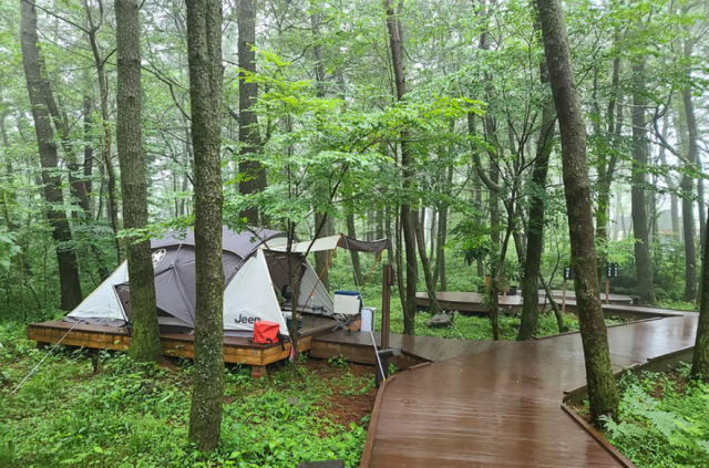 [대전톡톡]캠핑의 계절, 텐트 밖은 온통 숲