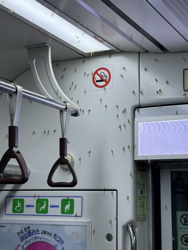 '저 벌레들 뭐야' 지하철 뒤덮은 '팅커벨'…예년보다 일찍 찾아왔네