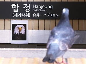 "지하철이 비둘기 서식지냐"…퇴치 작전에 '이것' 설치한다