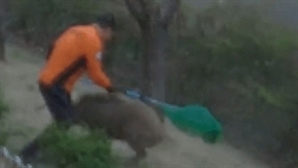 초등학교서 날뛰던 '100kg' 멧돼지, 소방관 향해 돌진하다 결국