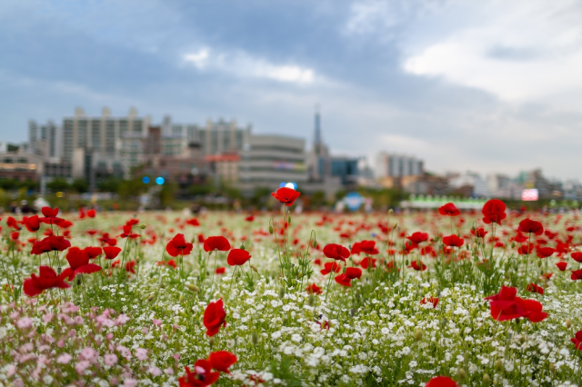 울산 태화강 국가정원에 활짝 핀 꽃양귀비와 안개초. 사진제공=울산시