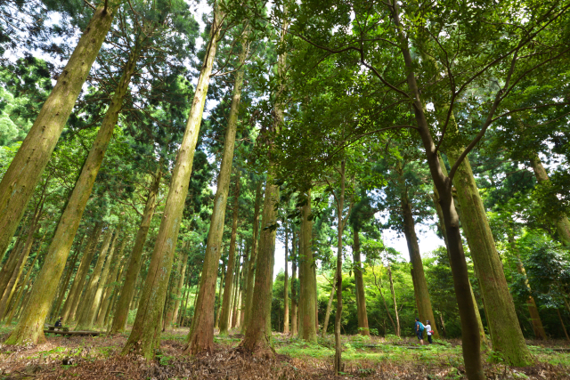제주한남시험림 삼나무 숲. 사진제공=국립산림과학원