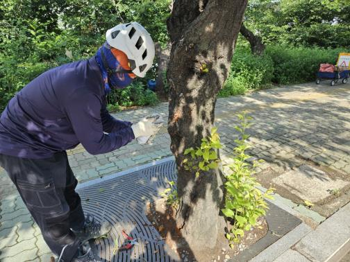 여의도 윤중동로에 위치한 벚나무를 친환경 방식으로 방제하는 모습/출처=서울시청