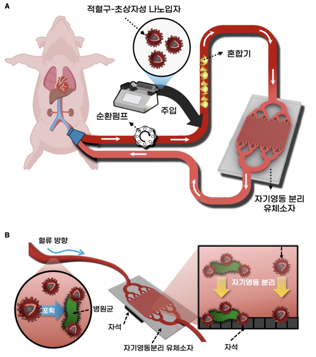 적혈구-초상자성 나노입자를 이용한 혈액정화기술. 유니스트