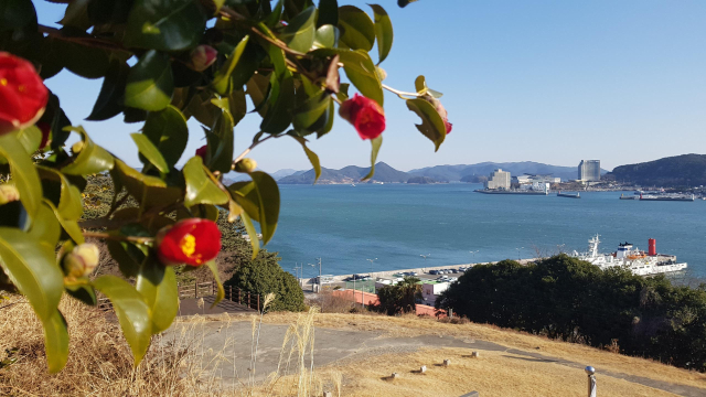 경남 통영항 동백나무. 사진제공=경남도