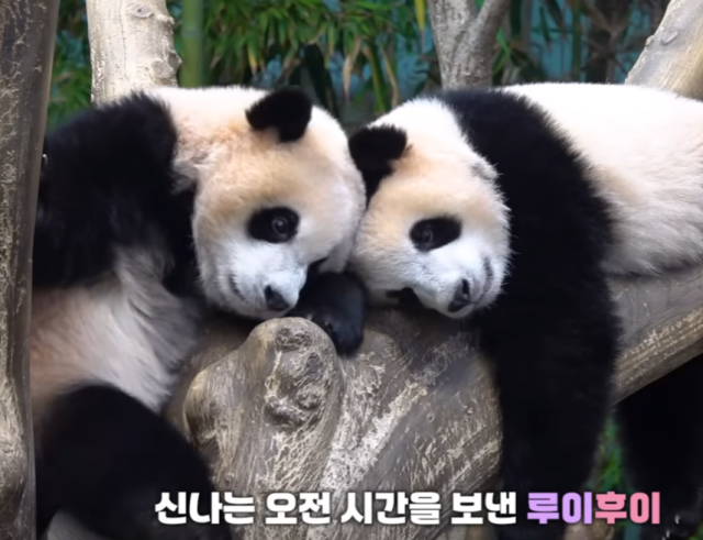 '쌍둥바오' 인기 심상치않더니…에버랜드 유튜브 구독자 250만명 돌파