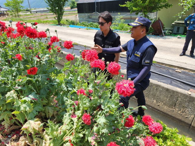 경남경찰청 드론순찰대 대원들이 23일 의령군 칠곡면 한 농로변에서 불법 재배되고 있는 양귀비를 살펴보고 있다. 사진제공=경남경찰청