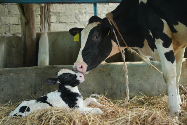 정부가 네팔 신둘리 낙농마을에 지원한 한국형 젖소가 2월 출산한 송아지를 돌보고 있다. 사진 제공=헤퍼코리아