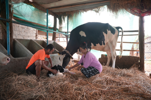 네팔 신둘리 낙농마을 주민이 한국형 젖소가 2월 출산한 송아지를 돌보고 있다. 사진 제공=헤퍼코리아