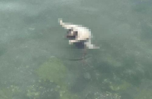 통영 미수동 인근 바다에서 줄에 목이 묶인 고양이가 죽은채 떠 있는 모습. 연합뉴스(독자 제공)