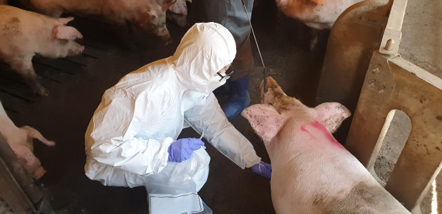 아프리카돼지열병 확산여부 확인을 위한 돼지 채혈. 사진 제공 = 경기도