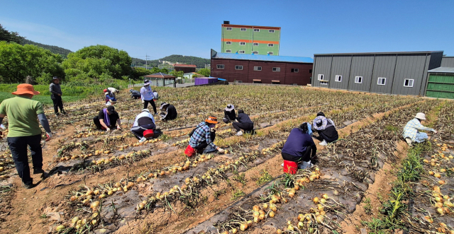 전남도청 공무원들이 무안의 한 양파 농가에서 농촌 일손 돕기에 나서고 있다. 사진 제공=전라남도