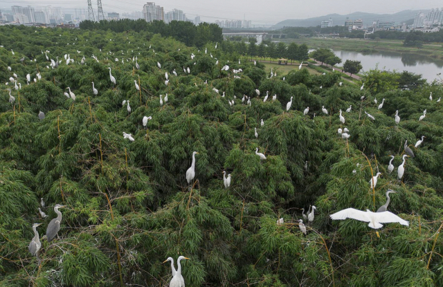 울산 태화강 삼호철새공원의 백로. 사진제공=울산시