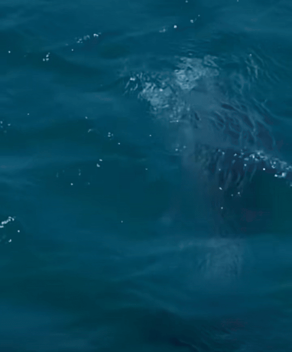 [영상]'우리 아기 안 죽었어'…제주서 포착된 어미 남방큰돌고래의 '절규'