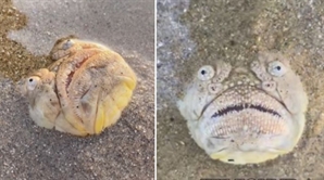 해변 모래 속 ‘기괴한 물고기’ 발견…한국도 서식지라는데?