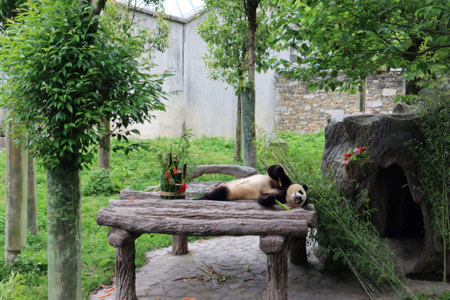12일 중국 쓰촨성 워룽선수핑기지에서 대중에 공개된 자이언트판다 푸바오가 실외 방사장 평상에 누워 대나무를 먹고 있다. 김광수특파원