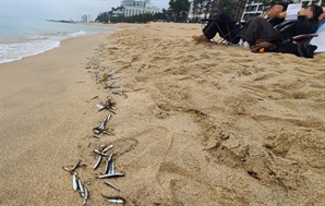 "대지진 전조?" 경포 해변에 밀려온 죽은 멸치떼…과학적 근거 있나