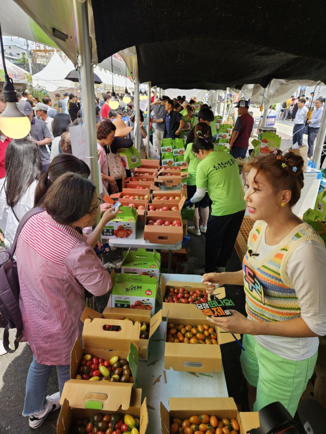 15일 오후 퇴촌 토마토 축제 토마토 판매장에서 시민들이 저렴한 가격에 토마토를 구매하고 있다. 사진 = 손대선 기자