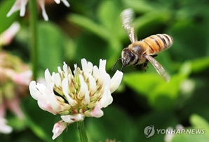 사라져가는 '꿀벌'…정부 '꿀벌보호 업무협약' 체결
