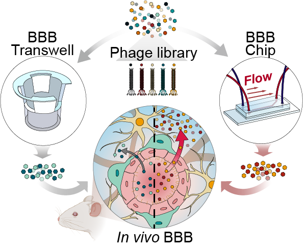 트랜스웰(BBB Transwell)과 미세유체 장기칩(BBB Chip) 기반 파지디스플레이 스크리닝 비교 모식도. 모식도=유니스트