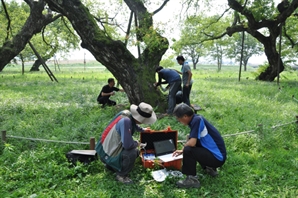 산림청, 수목진료 위반사항 집중단속